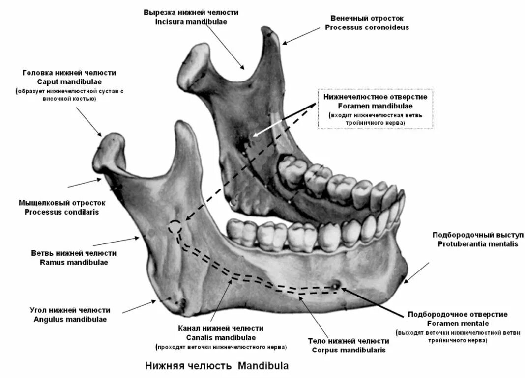 Венечный отросток нижней челюсти. Венечный отросток нижней челюсти анатомия. Нижняя челюсть вид сбоку анатомия. Мыщелковый отросток нижней челюсти анатомия.