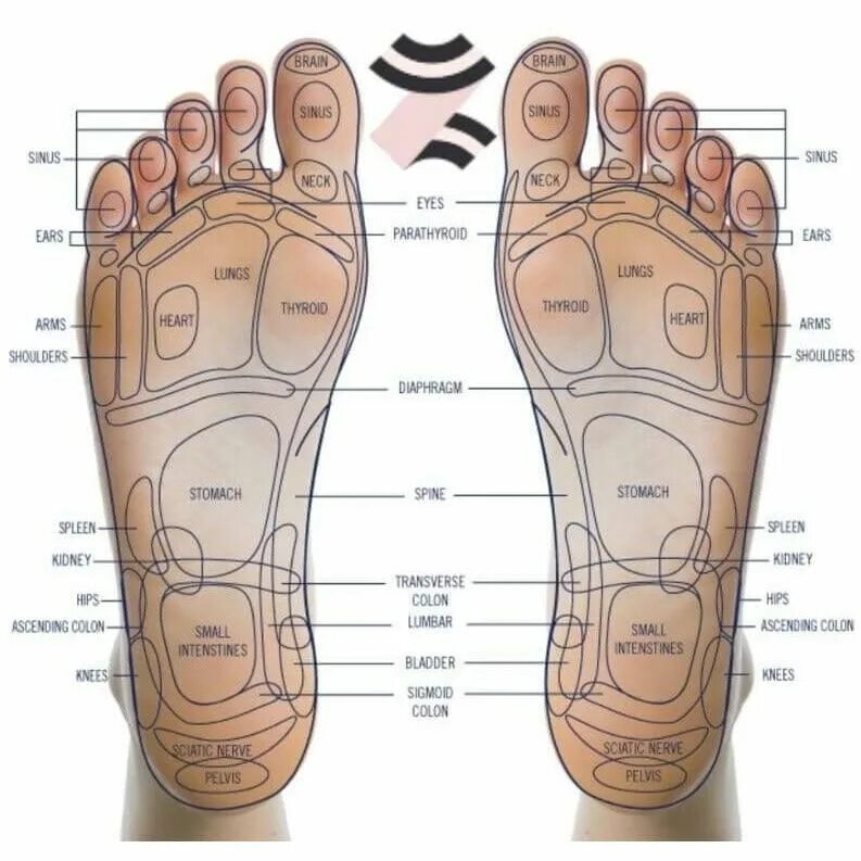 Foot parts. Акупрессура Рефлексология. Рефлексология стопы. Акупунктура Рефлексология стопы для гравировки. Органы мозга выступающие на подошве ног для шиатсу.