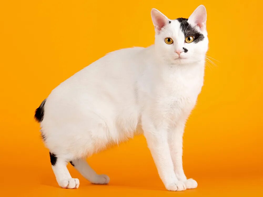 Рассмотрите фотографию кошки породы японский бобтейл. Японский бобтейл. Японский бобтейл кошка. Японский бобтейл пушистый. Кошка Japanese Bobtail.