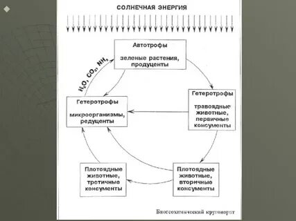 Объясните роль гетеротрофов и автотрофов в биологическом