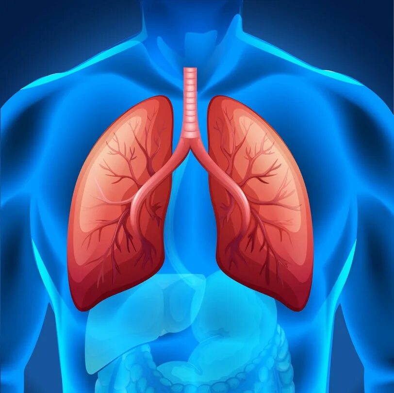 Увеличить объем легких упражнения. Toxics exposure by lungs. Легкие человека настоящие. Модель легких человека. Легкие человека увеличиваются в результате.