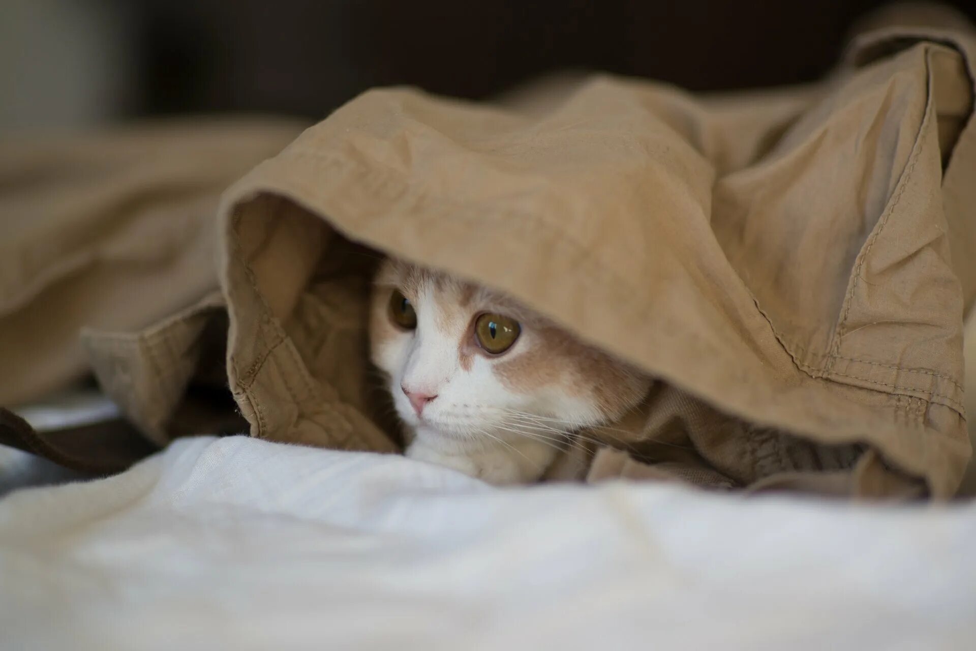 Кот в одеяле. Котик спрятался. кот выглядывает из под одеяла. котенок прячется. кот спрятался под одеялом.