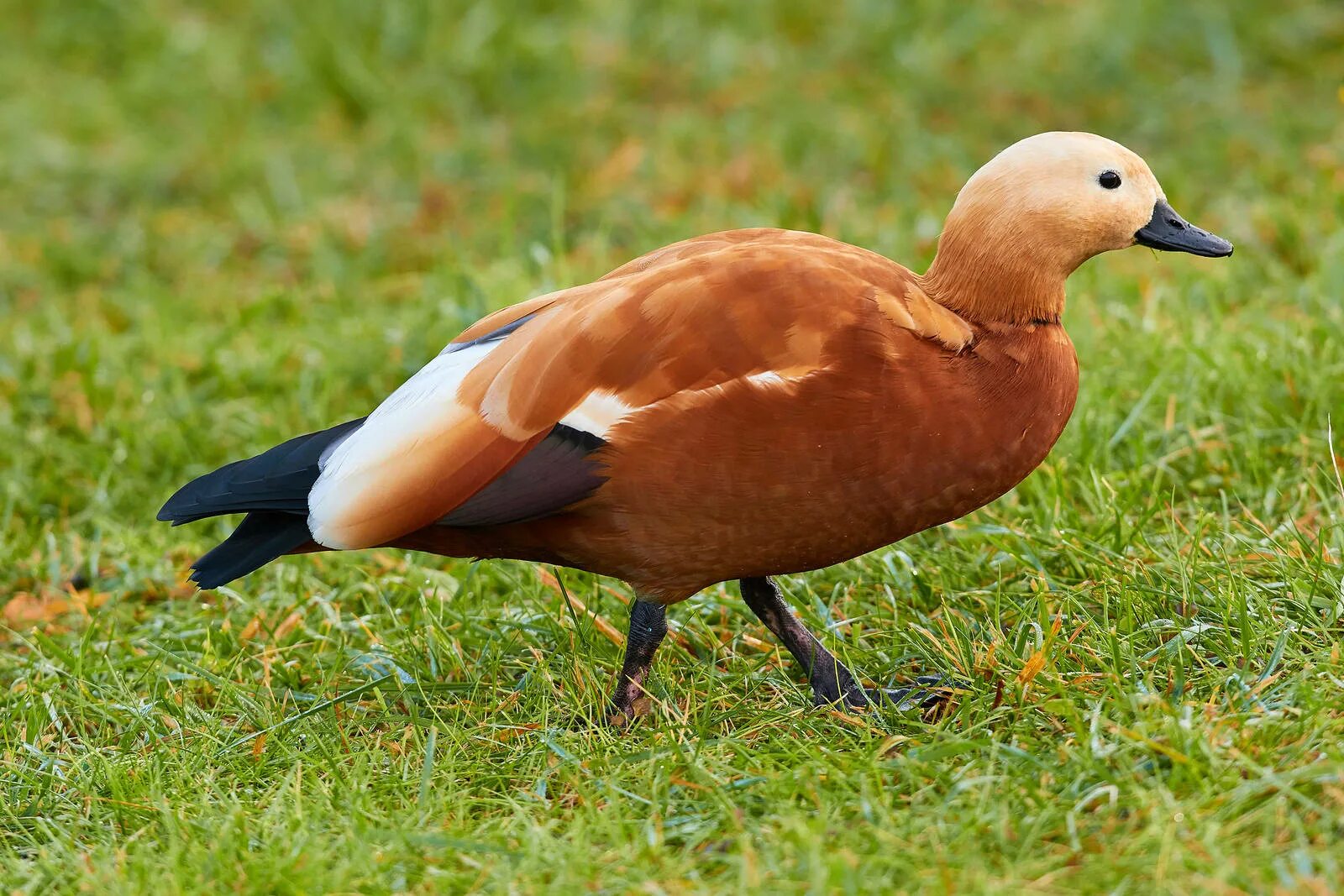 Огарь Tadorna ferruginea. Южноафриканский Огарь. О́гарь (Tadorna ferruginea). Красноголовый Огарь.