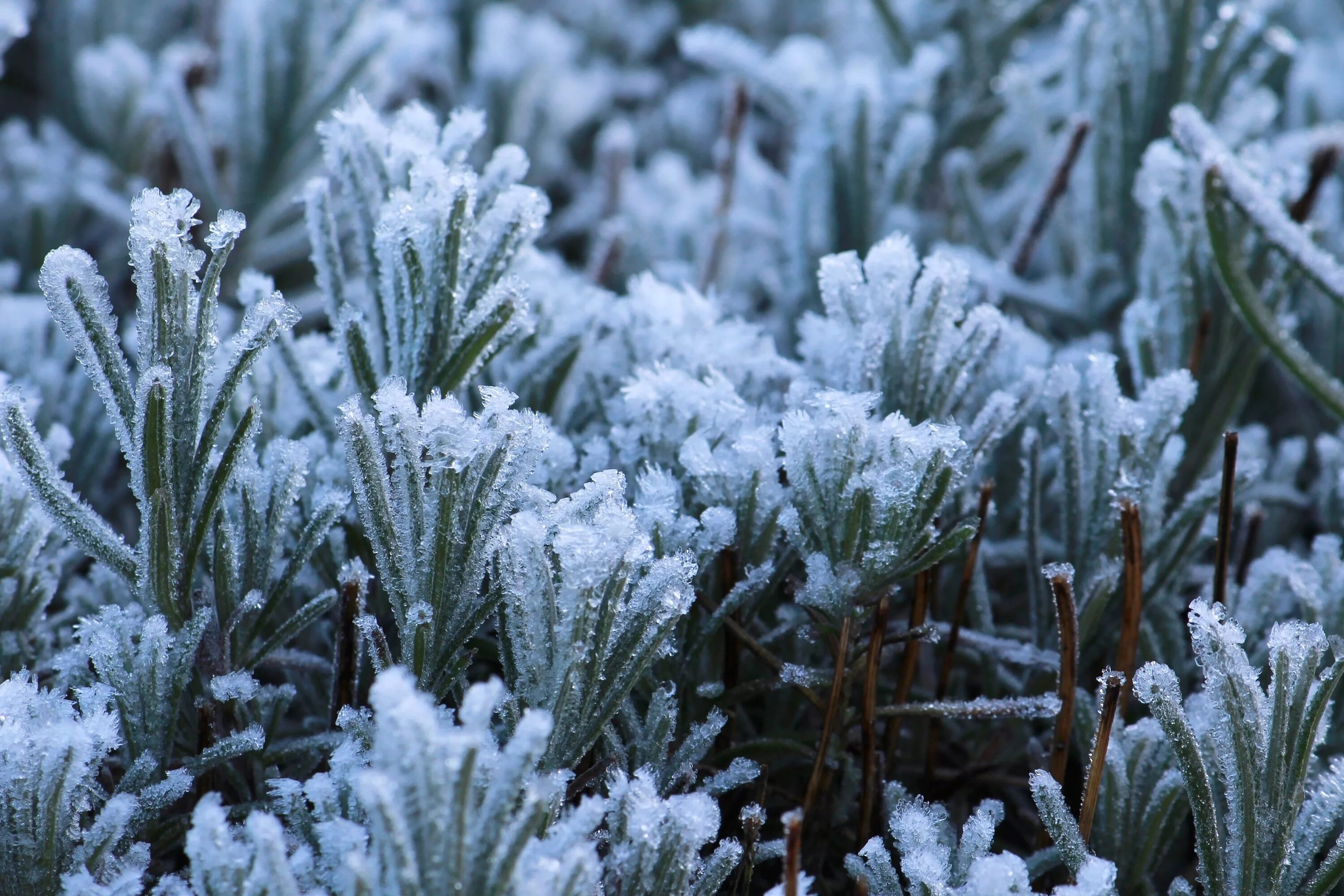 Холодный климат растения