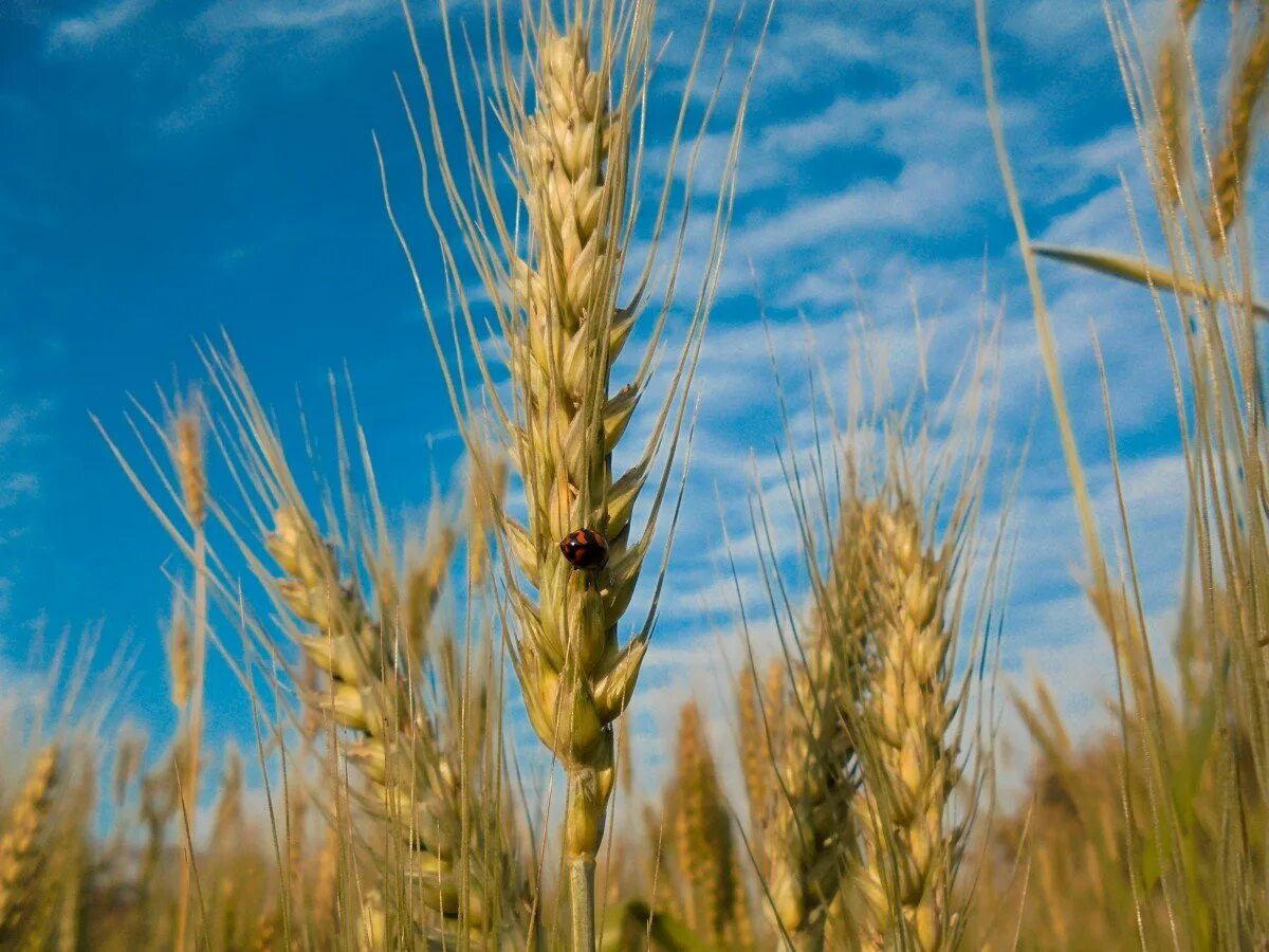 Мелянопус пшеница. Зерноехозяство канаыд. Яровая твердая пшеница. Пшеница какая. Ячменный колос растение.