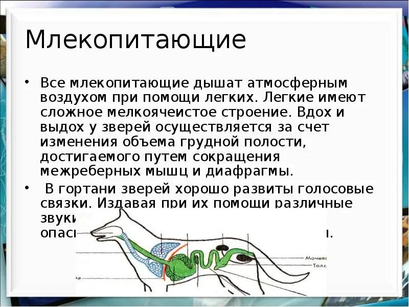 Кто из млекопитающих способен к активному полету. Доклад про млекопитающих 7 класс по биологии. млекопитающие презентация. класс млекопитающие презентация. млекопитающие презентация 7.