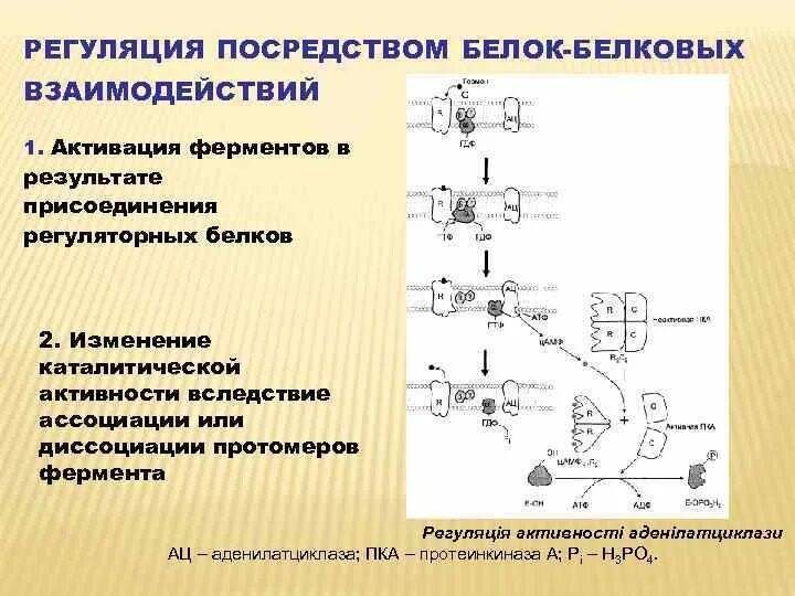 Белково белковые взаимодействия. Белок-белковые взаимодействия ферментов. Регуляция активности ферментов белок-белковыми взаимодействиями. Механизм белок белкового взаимодействия. Присоединение регуляторных белков биохимия.