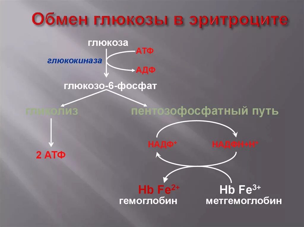 Схема метаболизма Глюкозы в организме. Обмен углеводов схема. Особенности углеводного обмена в эритроцитах. Схема обмена углеводов в эритроцитах.