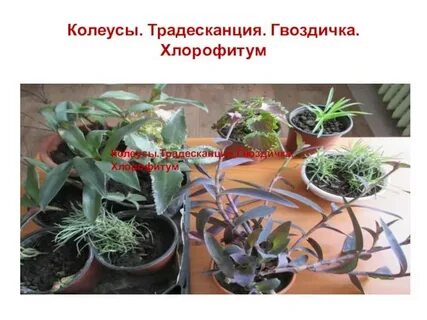 Традесканция размножение