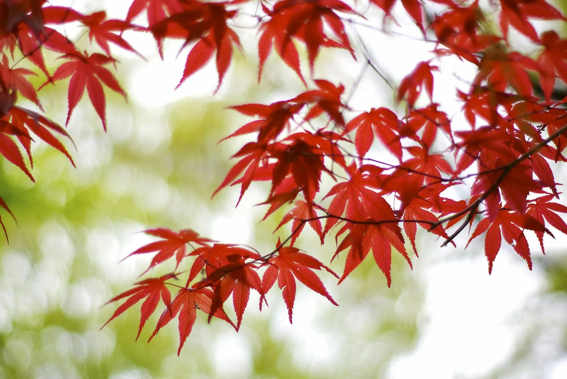 Клены звуко. Acer japonicum (клен). Красный клен японский дерево. Лист японского клена красный. Японский клен листик.