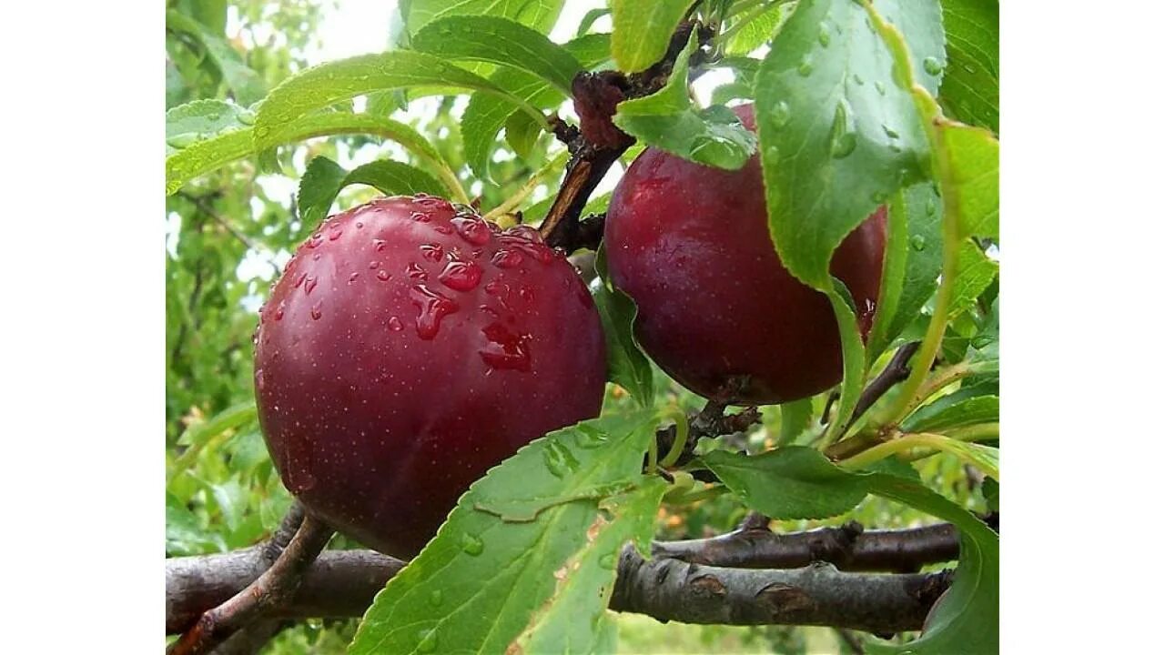 Алыча Клеопатра. Клеопатра алыча плоды. Слива Клеопатра. Prunus glandulosa 'Alba Plena'.
