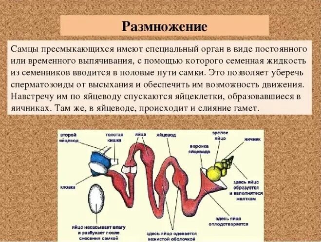 Охарактеризуйте особенности строения органов размножения птиц. Система размножения рептилий. Половая система рептилий 7 класс. Система органов размножения пресмыкающихся. Строение, размножение и развитие пресмыкающихся 7 класс.