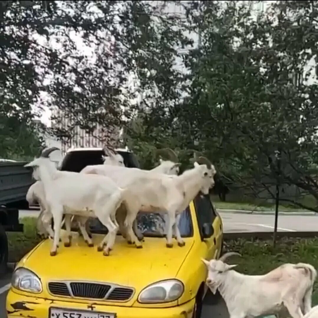 Козы в бутово. Козы в южном бутово. Бутовские козы. Козы в южном бутово. Южное бутово козы дед.