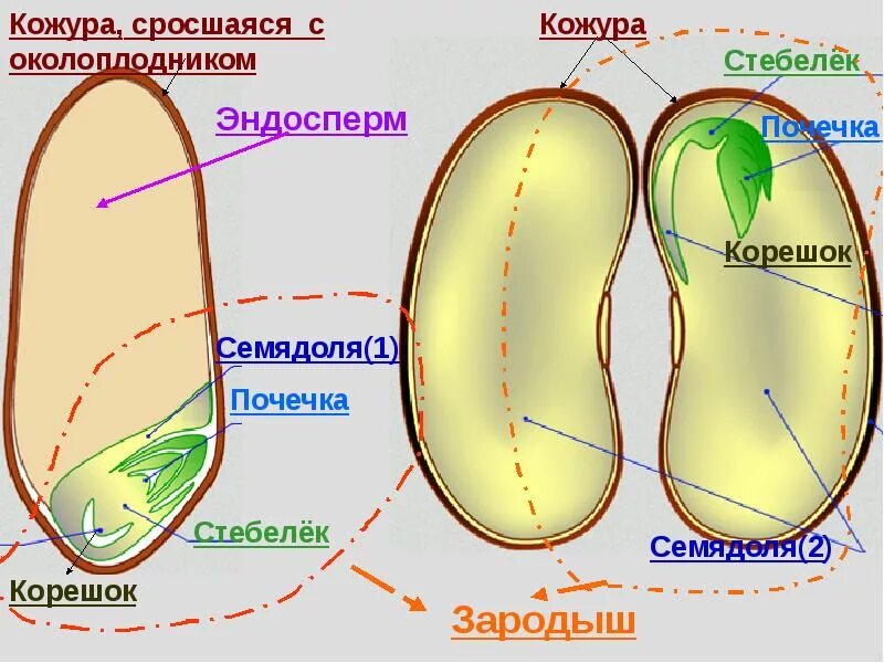 Семядоли это первые вегетативные почки зародыша. Эндосперм семядоли зародыш. Эндосперм почечка семядоля стебелёк. Строение семени зародыш эндосперм семядоля. Строение зародыша двудольного.