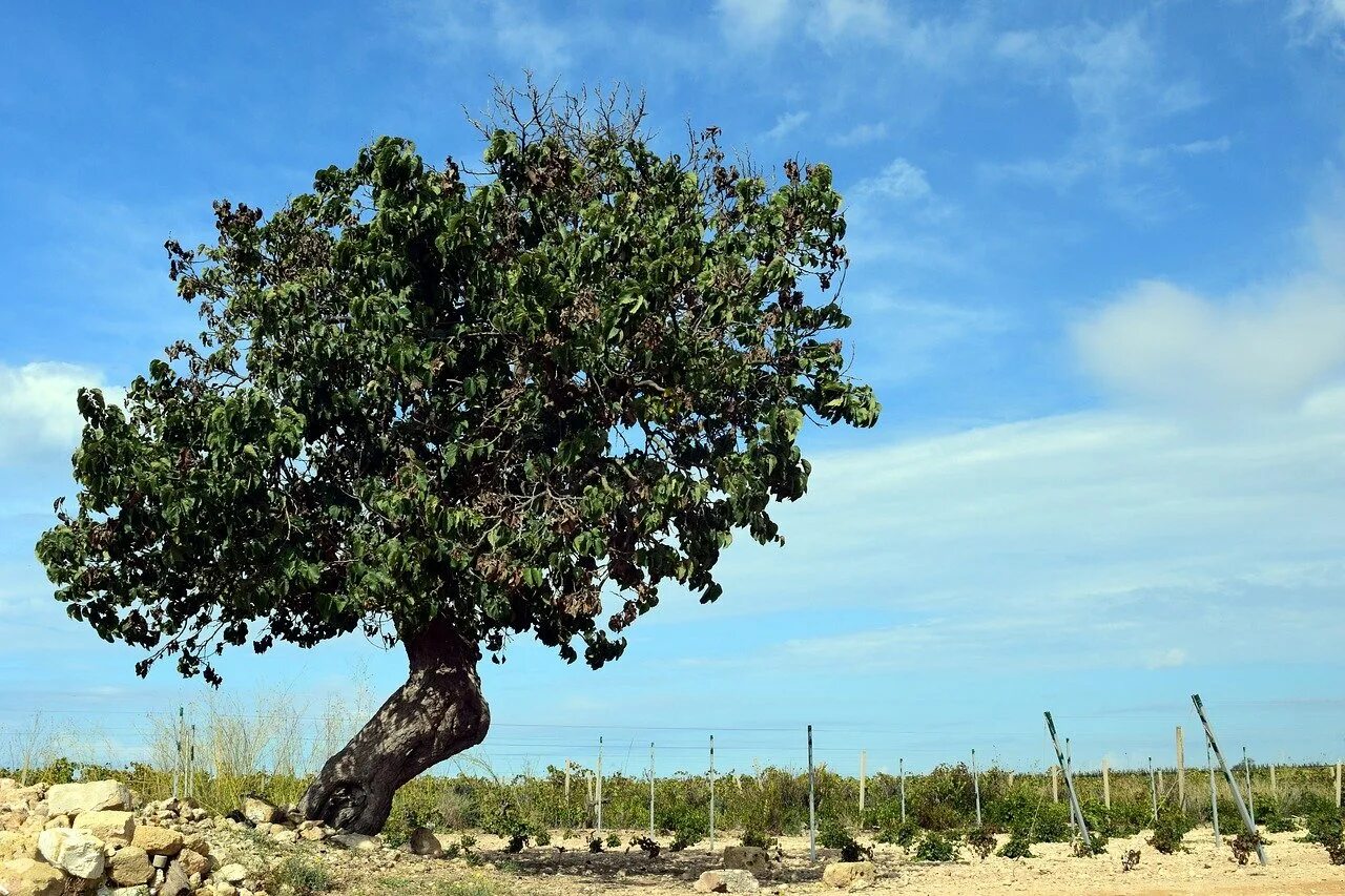 Ясень лесной. Самое старое оливковое дерево. Панский дуб шебекинский район. Дуб черешчатый раскидистая крона. Дуб каменный quercus ilex.
