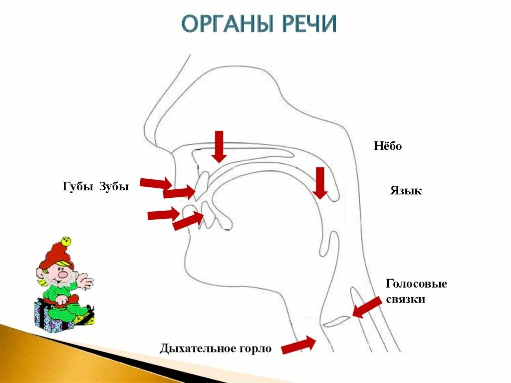 Органы речи для дошкольников. Изображение органов речи. Схема органов речи. Схема строения органов речи для детей. Система артикуляции