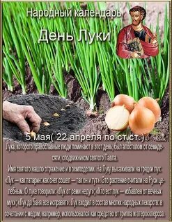 День луки 5 мая