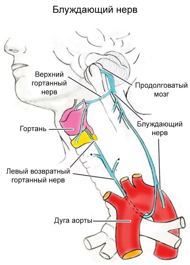 Пульсирующий нерв. Блуждающего нерв (вагус). блуждающий нерв менингеальная ветвь. вагус нерв схема. блуждающий нерв и возвратный гортанный.