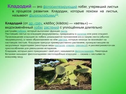 Кладодий