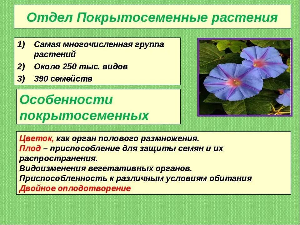 Биология 7 класс контрольная работа покрытосеменные растения. Отдел покрытосеменных (цветковых)растений. Характеристика строение цветковых растений. Общая характеристика покрытосеменных растений 6 класс биология. Особенности строения покрытосеменных.