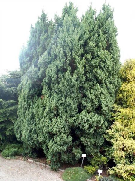 Можжевельник китайский монарх (juniperus chinensis monarch) - описание и фото ра
