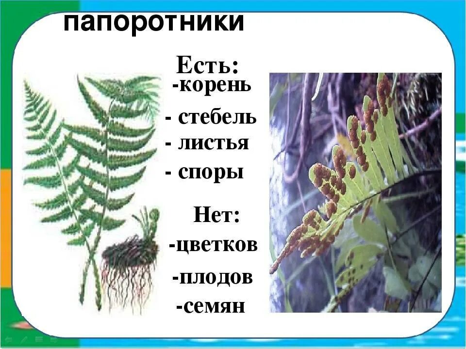 Будет ли корни 3. У папоротников есть корни. У папоротников есть стебель. Папоротники стебель и листья. Папоротникстеблм корни.