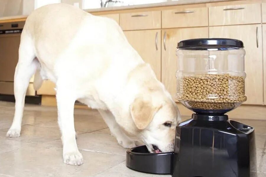 Pet product. Automatic Pet Feeder. Pet Feeder кормушка. Автоматическая кормушка для собак. Автоматическая кормушка для крупных собак.