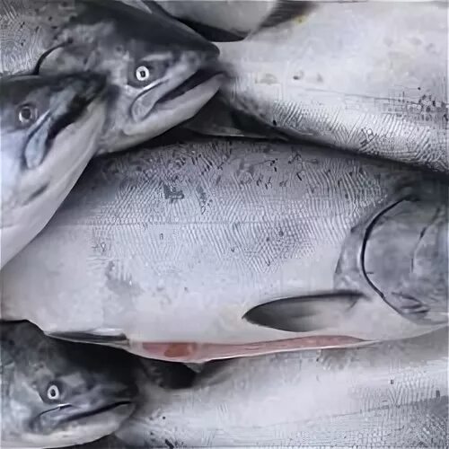 Какая рыба в филадельфии. Горбуша рыба. горбуша свежевыловленная. горбуша 2025. горбуша свежая.