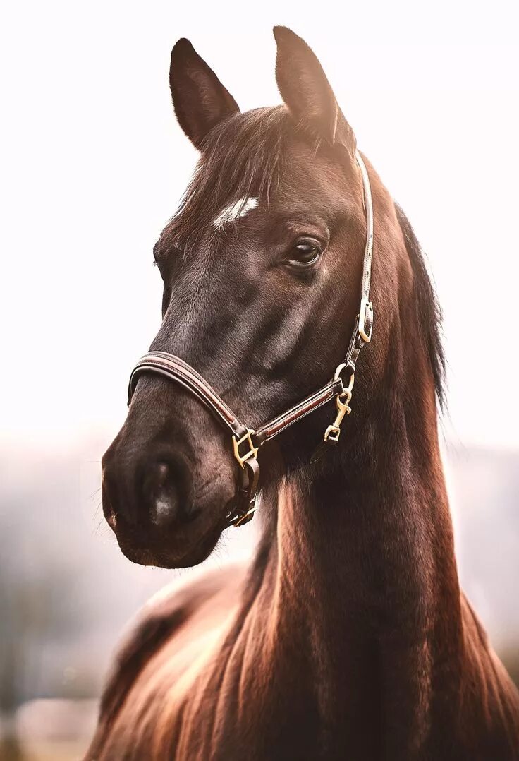 Лошадь с поднятой губой. Печальный конь. Лошадиная улыбка. Упоротая лошадь. Смешные лошади.