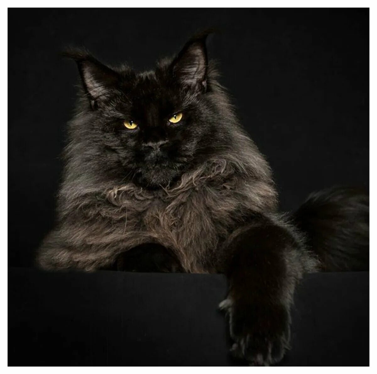 Мейн кун черный. Мейн кун черный Солид. Черная кошка Мейн кун. Мейн кун черный Солид кошка. Мен куна