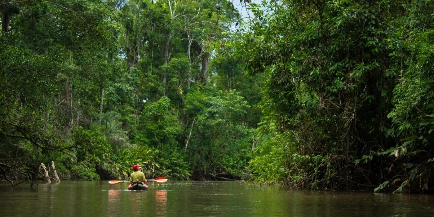 Река Амазонка. Река Амазонка в Бразилии. Сельва Бразилии. Сельва Амазонии. Amazon borneo congo