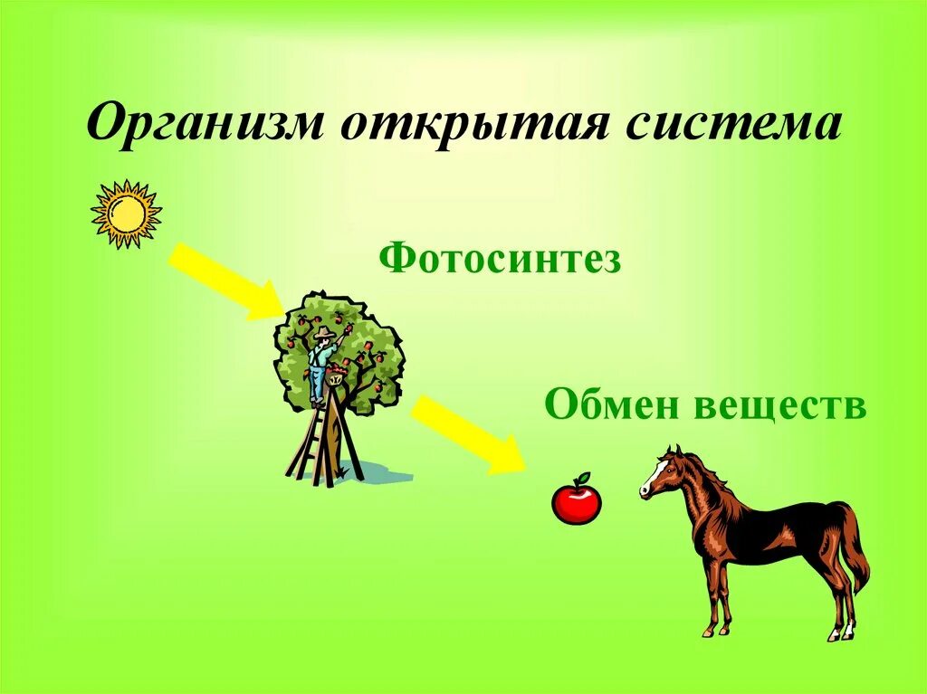 Живые организмы открытые системы. Открытые системы в биологии. Организм открытая Живая система биосистема. Организмы как открытые системы. Живые организмы в открытом