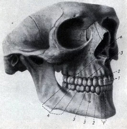 Анатомия верхней челюсти и нижней челюсти. Строение нижней челюсти черепа. Верхняя челюсть черепа анатомия человека. Нижняя челюсть черепа анатомия. Нижняя челюсть с другими костями черепа