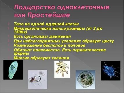 Какие общие признаки простейших биология