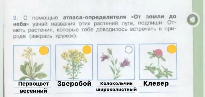 Растения Луга 4 класс окружающий мир рабочая тетрадь. Запишите названия растений Луга. Жизнь Луга рабочая тетрадь 4 класс 1 часть. Узнай названия этих растений Луга. Тест луга 4 класс