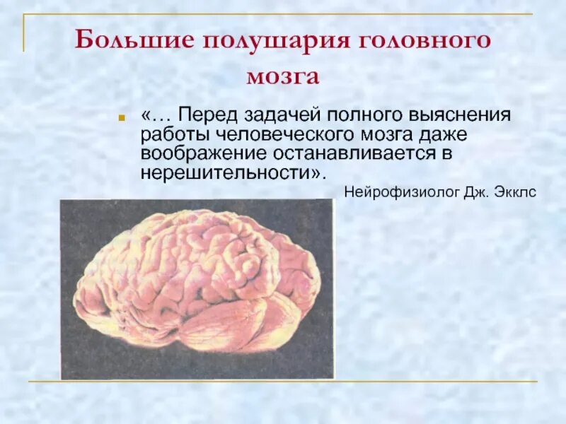 Функции больших полушарий головного мозга презентация. Серое вещество полушарий головного мозга. Большие полушария мозга 8 класс биология. Презентация на тему функции мозга. Мозг значение слова