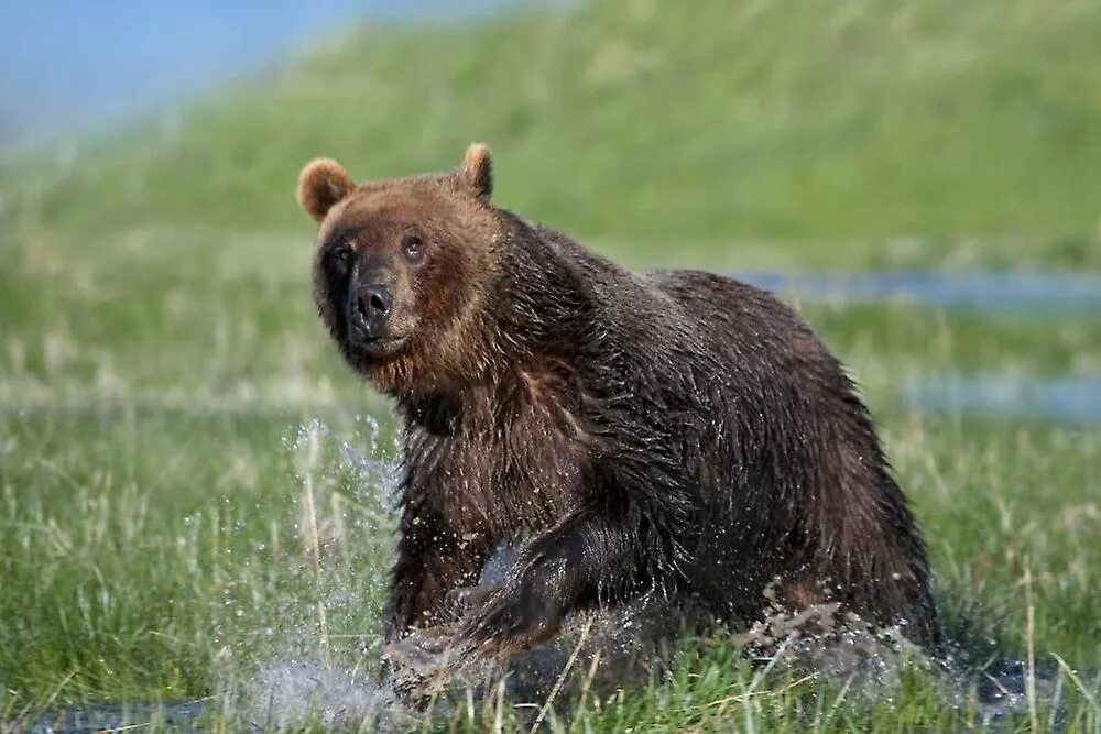 Средняя скорость бега медведя. Северная Америка медведь Гризли. Таежный медведь. Медведь бежит. Бурый медведь бежит.