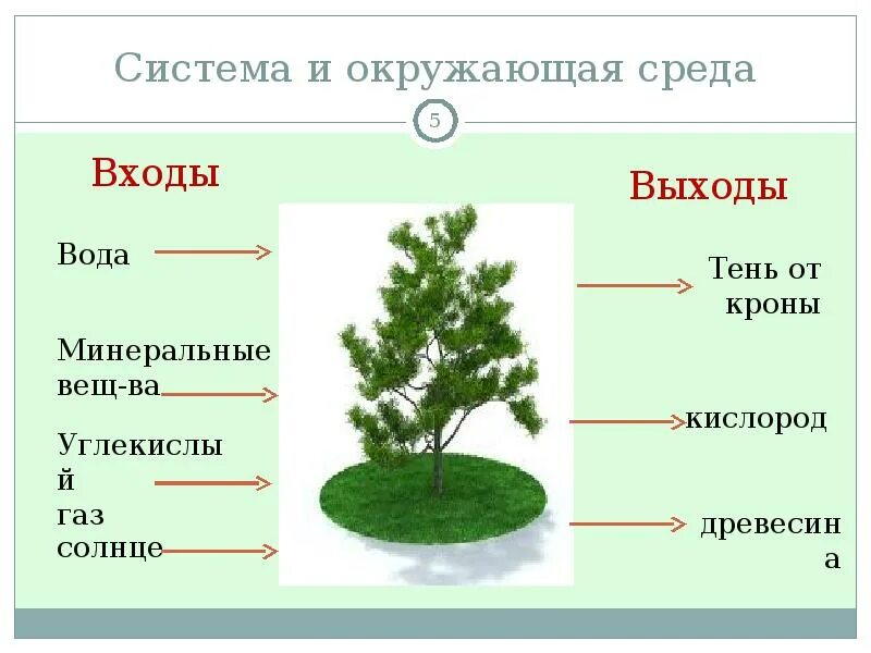 Дерево 5 класс информатика. Пример взаимодействия системы и среды. Система и окружающая среда. Взаимосвязь системы и среды пример. Пример взаимодействия системы и среды входы и выходы системы.