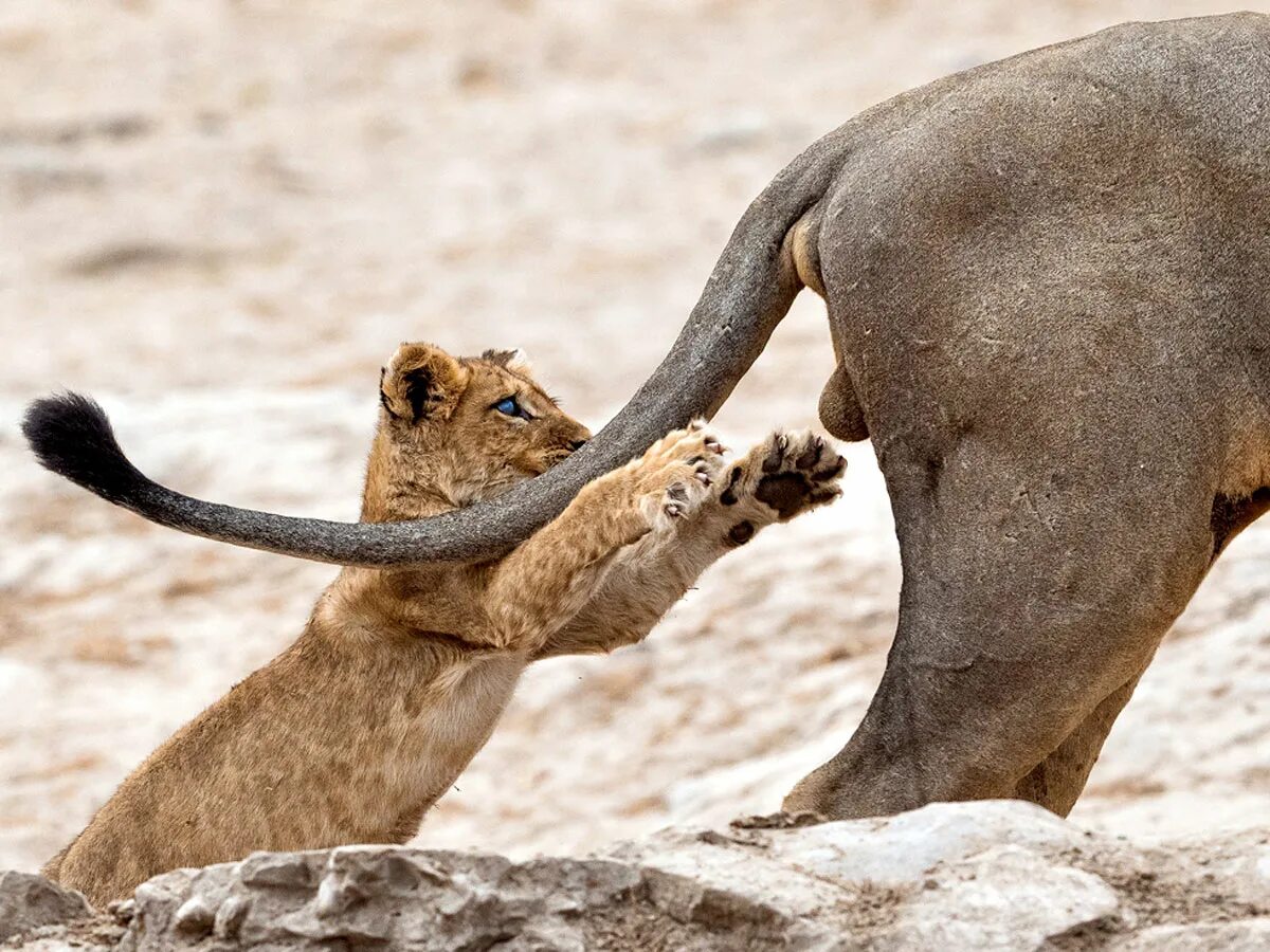 Финалисты конкурса comedy Wildlife Photography Awards:. Животные приколы. Забавные животные в дикой природе. Ржачные животные.