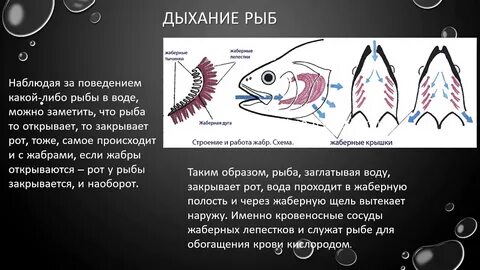 Укажите органы дыхания рыб