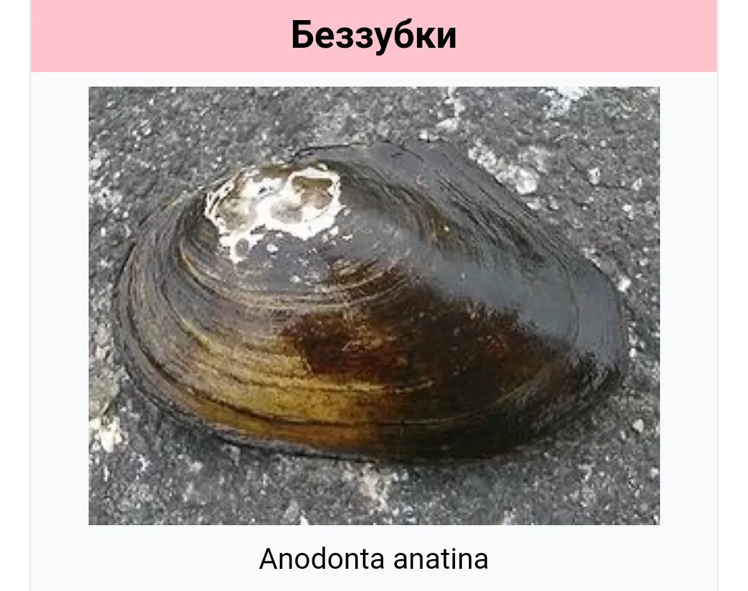 Перловица класс