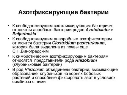 Азотфиксирующие бактерии