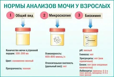 Как сдать анализ мочи утром