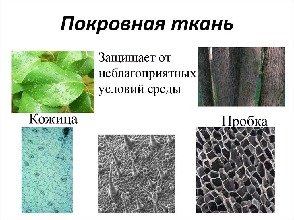 Покровная ткань биология 6 класс впр. Растительные ткани покровная ткань. Покровная ткань растений пробка. Ткань растений покроыные. Ткани растений покровная ткань рисунок.