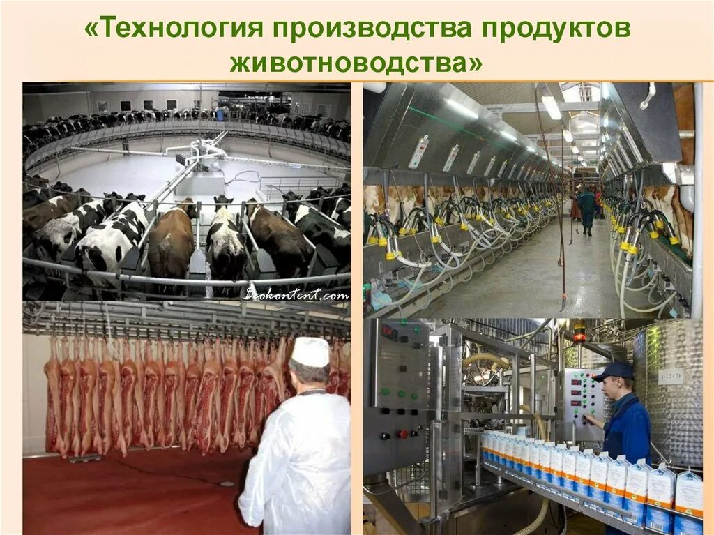 Современные технологии мясо. Технологии животноводства. Технология получения животноводческой продукции. Производитель животноводства. Технология производства животноводства.