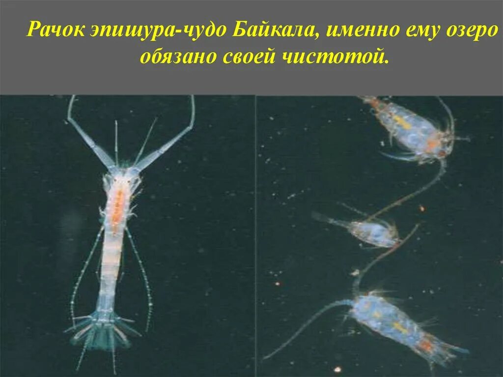 Байкал рачок эпишура. Озеро байкал рачок эпишура. Рачок эпишура байкальская. Образование эндемичных видов ракообразных в озере байкал. Озеро байкал рачок эпишура.