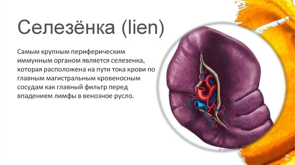 Селезенка анатомия. Строение селезенки. Селезенка определение