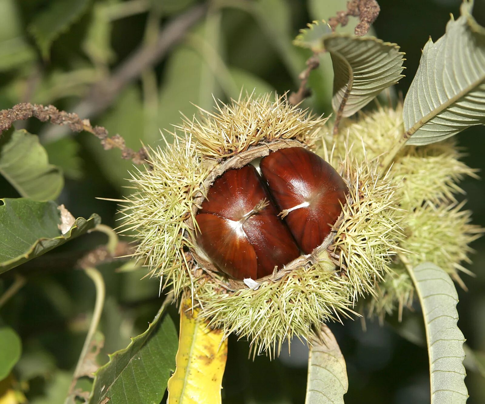 Castanea Sativa плод. Каштан съедобный (Castanea Sativa "variegata")₅. Чинарики орешки дерево. Чинар орех.