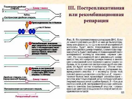 Пострепликативная репарация днк