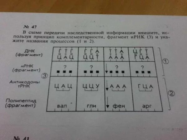 Решение задач по биологии 10 класс генетика. Задачи по биологии 10 класс.